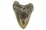 Serrated, Fossil Megalodon Tooth - Huge NC Meg #274775-1